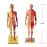 30cm hars menselijk anatomie spier skelet model - Gedetailleerd anatomisch studie hulpmiddel voor scholen en kunstenaars [Anatomie model, spier skelet]
