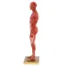 30cm Menselijk Lichaamsspierbeeld - Anatomisch Skeletmodel voor Medisch, Artistiek en Educatief Gebruik [Anatomie, Medisch Hulpmiddel]