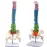 45cm Human Spine with Pelvic Anatomy Model - Detailed Medical Teaching Tool [Spine Model, Anatomy Model]