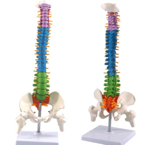 45cm Human Spine with Pelvic Anatomy Model - Detailed Medical Teaching Tool [Spine Model, Anatomy Model]