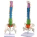 45cm Human Spine with Pelvic Anatomy Model - Detailed Medical Teaching Tool [Spine Model, Anatomy Model]