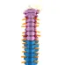 45cm Human Spine with Pelvic Anatomy Model - Detailed Medical Teaching Tool [Spine Model, Anatomy Model]