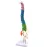 45cm Human Spine with Pelvic Anatomy Model - Detailed Medical Teaching Tool [Spine Model, Anatomy Model]