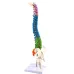 45cm Human Spine with Pelvic Anatomy Model - Detailed Medical Teaching Tool [Spine Model, Anatomy Model]