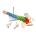 45cm Human Spine with Pelvic Anatomy Model - Detailed Medical Teaching Tool [Spine Model, Anatomy Model]