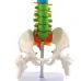 45cm Human Spine with Pelvic Anatomy Model - Detailed Medical Teaching Tool [Spine Model, Anatomy Model]