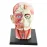 4D Assembled Human Skeleton Model with Brain, Nasal, Oral, Pharynx, Larynx Cavity - Anatomical Exploded Skull Educational Toy