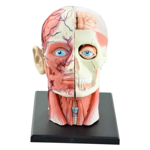 4D Assembled Human Skeleton Model with Brain, Nasal, Oral, Pharynx, Larynx Cavity - Anatomical Exploded Skull Educational Toy