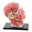 4D Assembled Human Skeleton Model with Brain, Nasal, Oral, Pharynx, Larynx Cavity - Anatomical Exploded Skull Educational Toy