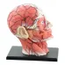 4D Assembled Human Skeleton Model with Brain, Nasal, Oral, Pharynx, Larynx Cavity - Anatomical Exploded Skull Educational Toy