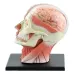 4D Assembled Human Skeleton Model with Brain, Nasal, Oral, Pharynx, Larynx Cavity - Anatomical Exploded Skull Educational Toy