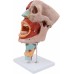 2X Magnified Anatomical Model SMD0393 of Mouth, Nose, Pharynx & Larynx with Digital Labels - Detailed Blood Vessels & Nerves Structure for Medical Teaching