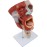 2x vergroot anatomisch model SMD0393 van mond, neus, keelholte en strottenhoofd met digitale labels - Gedetailleerde bloedvat- en zenuwstructuur voor medisch onderwijs
