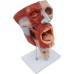 2X Magnified Anatomical Model SMD0393 of Mouth, Nose, Pharynx & Larynx with Digital Labels - Detailed Blood Vessels & Nerves Structure for Medical Teaching
