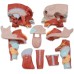 2X Magnified Anatomical Model SMD0393 of Mouth, Nose, Pharynx & Larynx with Digital Labels - Detailed Blood Vessels & Nerves Structure for Medical Teaching