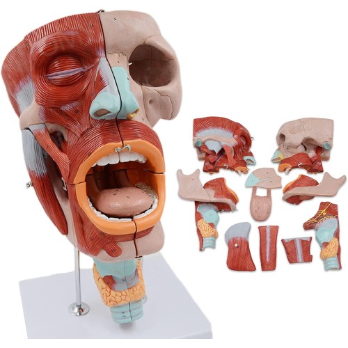 2X Magnified Anatomical Model SMD0393 of Mouth, Nose, Pharynx & Larynx with Digital Labels - Detailed Blood Vessels & Nerves Structure for Medical Teaching