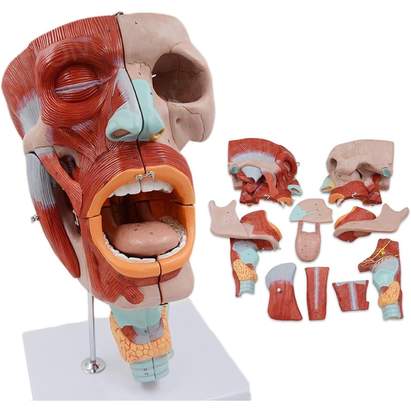 2X Magnified Anatomical Model SMD0393 of Mouth, Nose, Pharynx & Larynx with Digital Labels - Detailed Blood Vessels & Nerves Structure for Medical Teaching