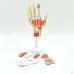 7-Part Human Hand Skeleton Model with Muscles, Ligaments, Nerves & Blood Vessels - Life-Size Medical Anatomy Teaching Tool