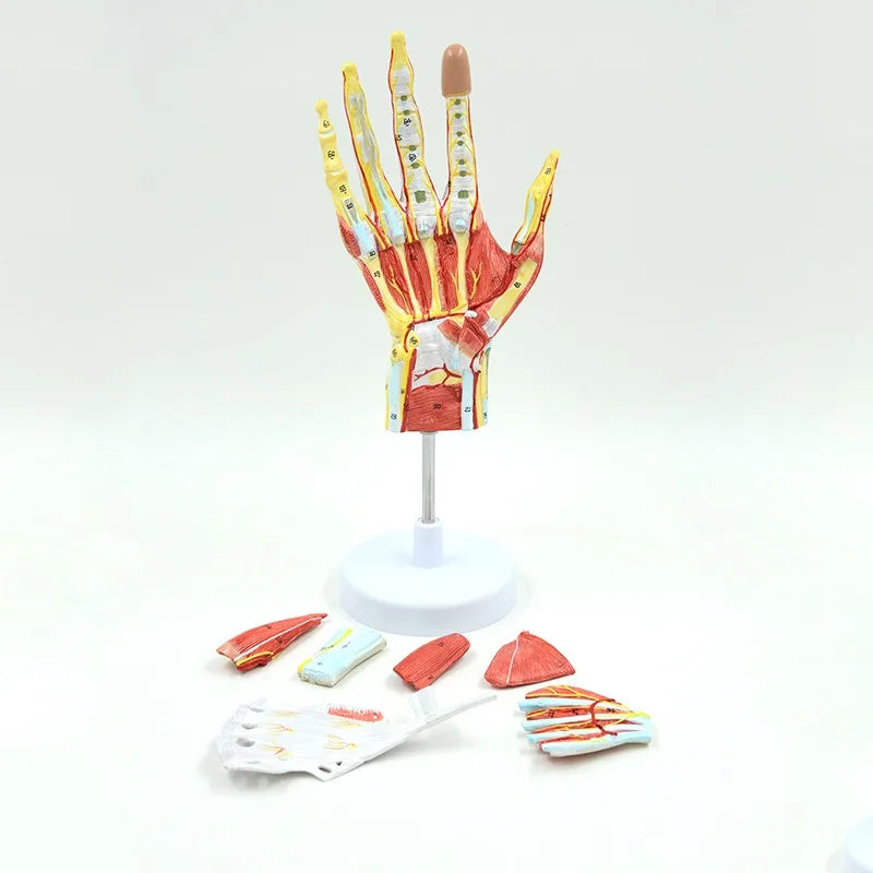 7-Part Human Hand Skeleton Model with Muscles, Ligaments, Nerves & Blood Vessels - Life-Size Medical Anatomy Teaching Tool