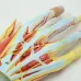 7-Part Human Hand Skeleton Model with Muscles, Ligaments, Nerves & Blood Vessels - Life-Size Medical Anatomy Teaching Tool
