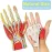 7-Part Human Hand Skeleton Model with Muscles, Ligaments, Nerves & Blood Vessels - Life-Size Medical Anatomy Teaching Tool