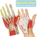 7-Part Human Hand Skeleton Model with Muscles, Ligaments, Nerves & Blood Vessels - Life-Size Medical Anatomy Teaching Tool