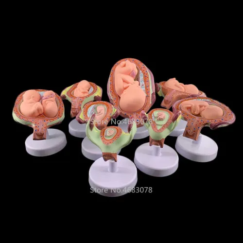 8-Piece Fetal Development Model Set - Anatomical Human Fetal Models for Medical Education [Fetal Model, Pregnancy Anatomy]