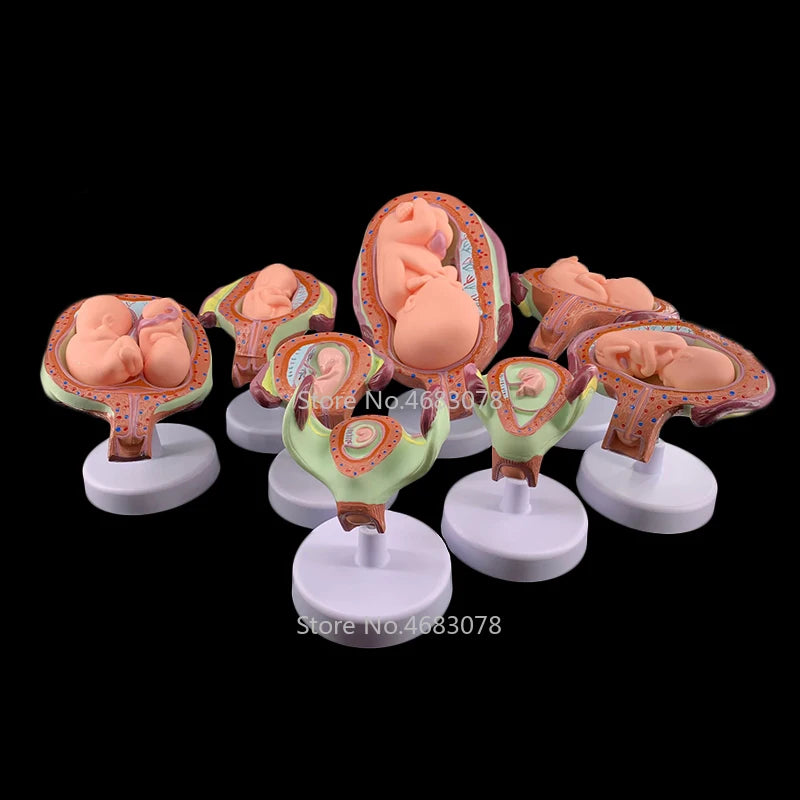 8-Piece Fetal Development Model Set - Anatomical Human Fetal Models for Medical Education [Fetal Model, Pregnancy Anatomy]