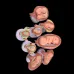 8-Piece Fetal Development Model Set - Anatomical Human Fetal Models for Medical Education [Fetal Model, Pregnancy Anatomy]