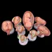 8-Piece Fetal Development Model Set - Anatomical Human Fetal Models for Medical Education [Fetal Model, Pregnancy Anatomy]