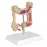 Anatomical Human Colorectal Lesion Model - Detailed Colon Disease Anatomy for Medical Teaching & Learning