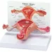 Anatomical Pathological Uterus Ovary Model - Life Size Female Reproductive System Study Tool [Medical, Anatomy, Cross Section]