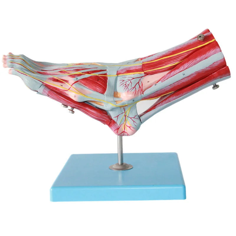 Human Foot Anatomy Model - Detailed Plantar Layer Muscle, Nerve, Vessel & Ligament Structure [Foot Joint, Muscle, Nerve Vessel]