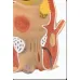 Anatomical Human Rectum Pathology Model - Hemorrhoids, Anus Lesions, Medical Teaching Supplies [PVC, 12x12x19cm]