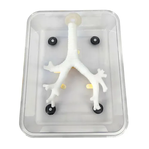 Bronchoscopy Training Model for Fiberoptic Bronchoscopy Exercises - Secondary Branch [Medical Training, Simulation Model]
