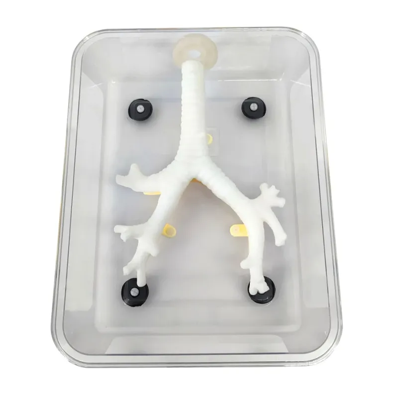 Bronchoscopy Training Model for Fiberoptic Bronchoscopy Exercises - Secondary Branch [Medical Training, Simulation Model]