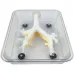Bronchoscopy Training Model for Fiberoptic Bronchoscopy Exercises - Secondary Branch [Medical Training, Simulation Model]