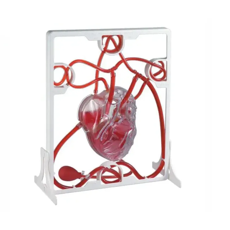 Cardiac Blood Circulation Model - High Simulation Heart Anatomy Educational Toy for Kids, Science Experiment Teaching Aid [Heart Model, Blood Circulation, Educational Toy]