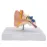 1:1 Scale Human Ear Anatomy Model - Detailed Medical Teaching Tool for Classrooms, Labs, and Doctor Offices [Ear Anatomy, Medical Model]