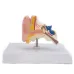 1:1 Scale Human Ear Anatomy Model - Detailed Medical Teaching Tool for Classrooms, Labs, and Doctor Offices [Ear Anatomy, Medical Model]