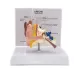 1:1 Scale Human Ear Anatomy Model - Detailed Medical Teaching Tool for Classrooms, Labs, and Doctor Offices [Ear Anatomy, Medical Model]
