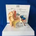 1:1 Scale Human Ear Anatomy Model - Detailed Medical Teaching Tool for Classrooms, Labs, and Doctor Offices [Ear Anatomy, Medical Model]