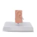 1:1 Scale Human Ear Anatomy Model - Detailed Medical Teaching Tool for Classrooms, Labs, and Doctor Offices [Ear Anatomy, Medical Model]