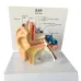 1:1 Scale Human Ear Anatomy Model - Detailed Medical Teaching Tool for Classrooms, Labs, and Doctor Offices [Ear Anatomy, Medical Model]