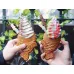 Electric 110v/220v Wink Eye Ice Cream Taiyaki Maker - Japanese Mini Fish Cone Machine [Ice Cream Maker, Taiyaki Machine]