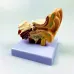 1.5X Enlarged Human Ear Anatomy Model - Detailed External & Inner Ear Structure for Medical Science Study