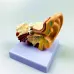 1.5X Enlarged Human Ear Anatomy Model - Detailed External & Inner Ear Structure for Medical Science Study