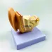 1.5X Enlarged Human Ear Anatomy Model - Detailed External & Inner Ear Structure for Medical Science Study
