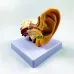 1.5X Enlarged Human Ear Anatomy Model - Detailed External & Inner Ear Structure for Medical Science Study