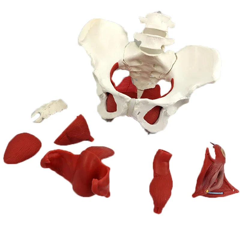 Female Pelvis Model with Removable Uterus & Bladder - Anatomical Teaching Tool for Medical Education [Pelvic Floor, Uterus, Ovary]